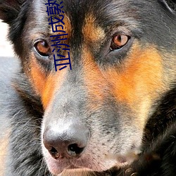 亚洲(zhōu)成熟中老妇女