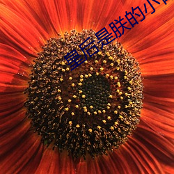 皇(皇)后是朕的小青梅(梅)