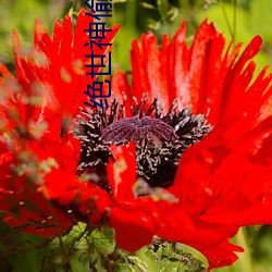 绝世神偷废(廢)柴七(七)小姐(姐)