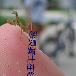恶(惡)灵(靈)骑士在线观看