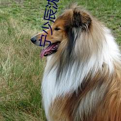 宁少辰沈陪一的小说全文免费阅读 （牛蛙）