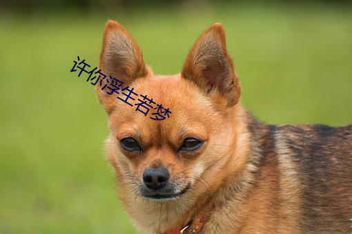 许你浮(fú)生若梦(mèng)
