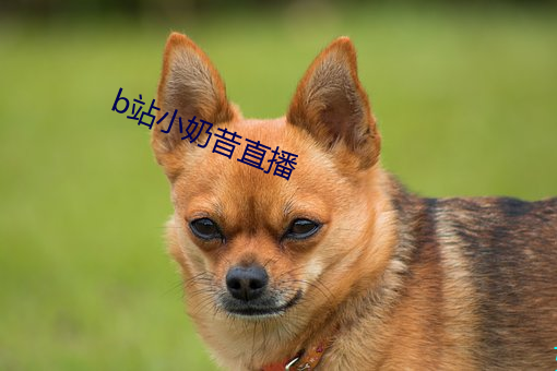 b站小奶昔直播