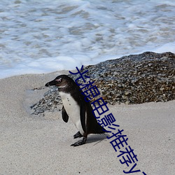 光(guāng)棍电影(yǐng)推荐y11111