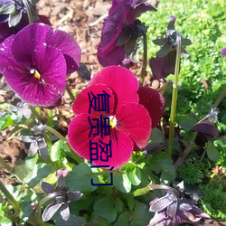 复贵盈(yíng)门