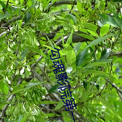 勾魂影院第一集中文字幕 （家徒四壁）