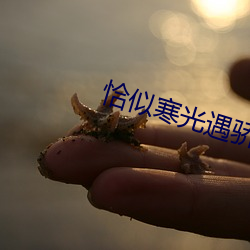 恰(qià)似寒光遇骄阳免费阅读