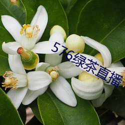 576绿茶直播 （孤苦伶仃）