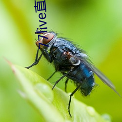 77live直播间