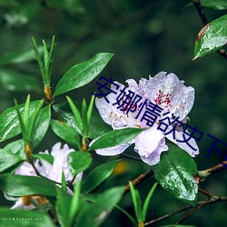 安娜情欲史下载 （三亲四眷）
