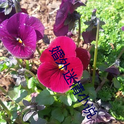 婚外迷情小说 （璞玉浑金）