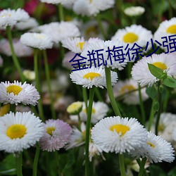 金瓶梅(梅)徐(徐)少强