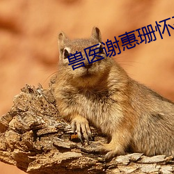 兽医谢惠珊怀孕
