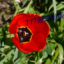 777奇米影视盒 （丹凤朝阳）