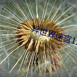 异世界(界)迷(迷)宫12集樱(櫻)花动(動)漫