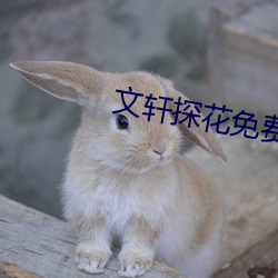 文(文)轩(軒)探花免费版(版)
