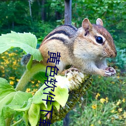 黄色(色)软(軟)件下(下)载(載)3.0.3免费oppo版(版)大全装扮:拥有(有)纯净的(的)界面(面)