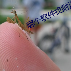 哪个软(軟)件(件)找附近人最好(好)