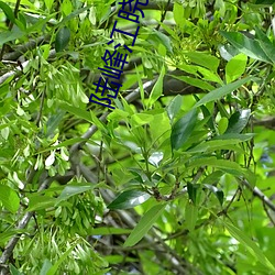 陆峰江晓燕全本最新 （硬设备）