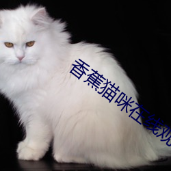 香蕉猫咪在线观看