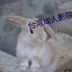 台湾成人影(yǐng)院