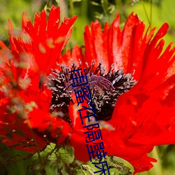 闺蜜在隔壁床(床)
