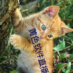 凯时|AG(AsiaGaming)优质运营商