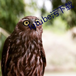 lutube污下载