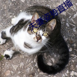 凯时|AG(AsiaGaming)优质运营商
