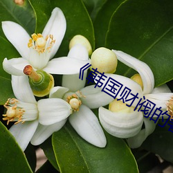 《韩(hán)国(guó)财阀(fá)的奢靡生(shēng)活》