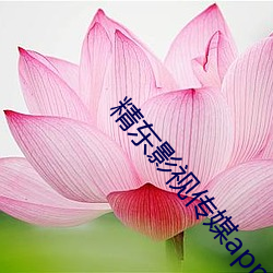 精东影视传媒app （别具只眼）