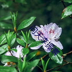 问天李振寰 （藏龙卧虎）