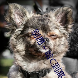 别昂～哈C到高C了不行 没带罩子让他C了一节课故事 （多情多感）