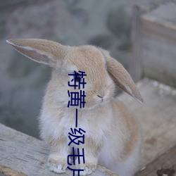 特黃一級毛片四大美女之西