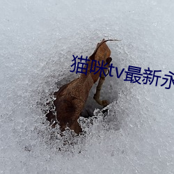 貓咪tv最新永久地域網名