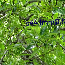 seedmm新域名