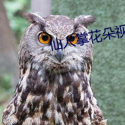 仙人掌花朵视频 （以铢称镒）