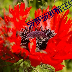 菠萝菠(菠)萝蜜在线视频(頻)免费(費)观看(看)