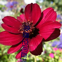 免费空间直播 （鹤短凫长）