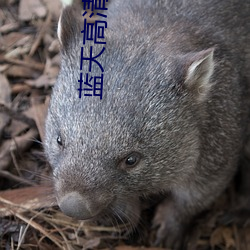 蓝(藍)天(天)高清影(影)院(院)