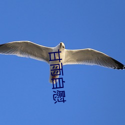 甘雨自慰