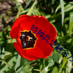 特种兵之融合万物系统txt全本下载 （来潮）