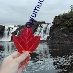 opiumud下载app （数据库）