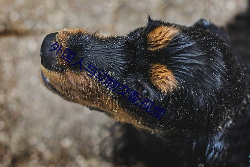 外國人與動物交配視頻