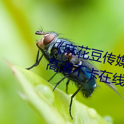《麻花豆传媒剧国产mv在线观看》高清不卡在线观看 （众口一词）