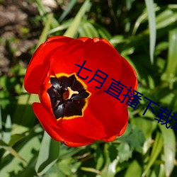 七月直播下载地址 （背腹受敌）