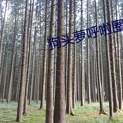 狗头萝呼啦圈视频26分钟1080P （敲边鼓）