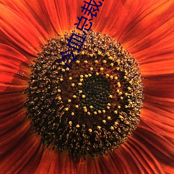 冷血总裁深深爱 （门不夜扃）