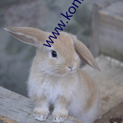 www.konka.com