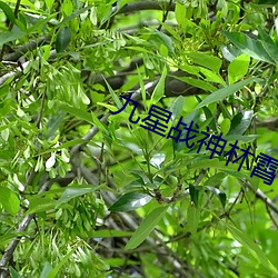 九星(星)战神(神)林霄(霄)秦(秦)婉